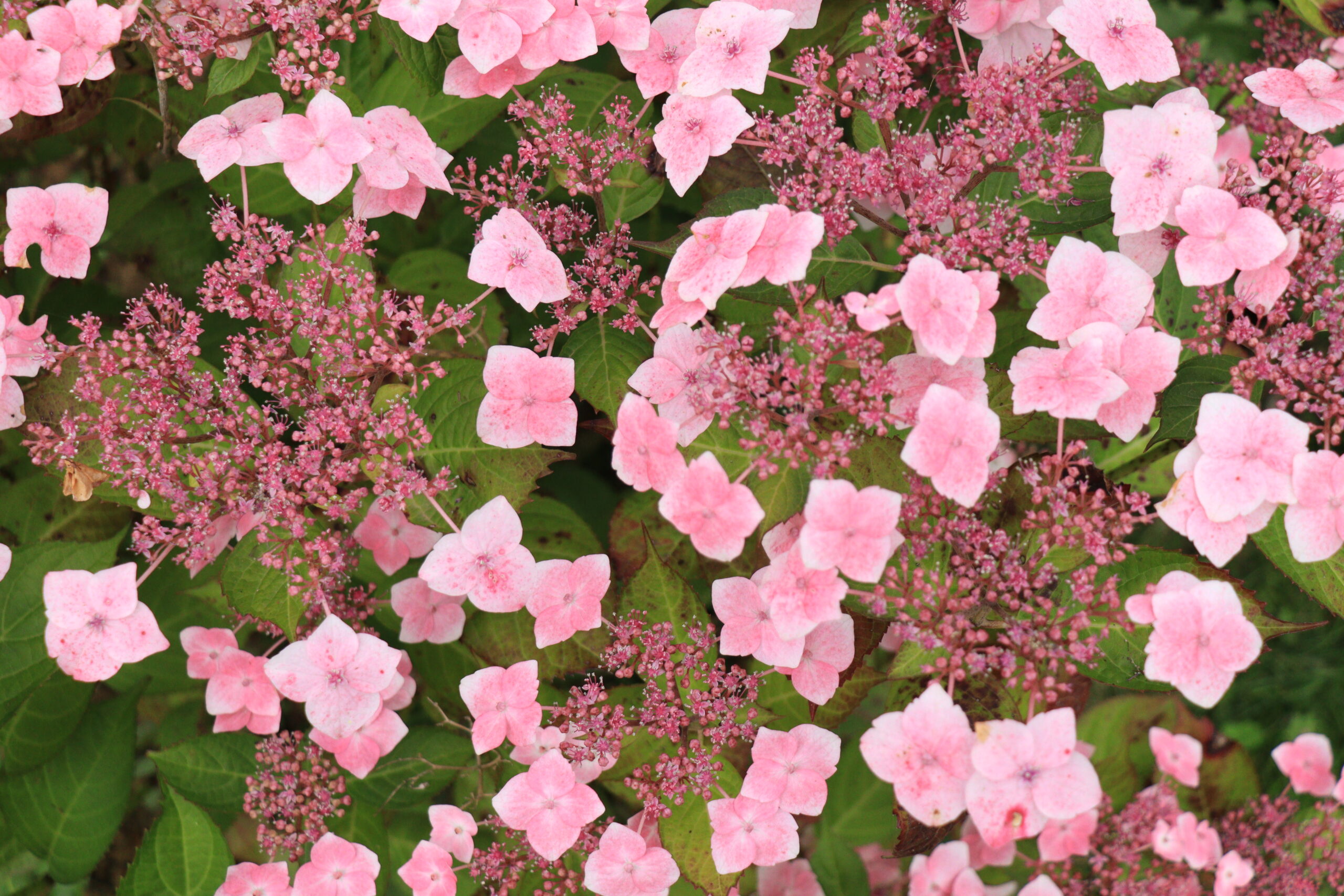 Le marché empathique